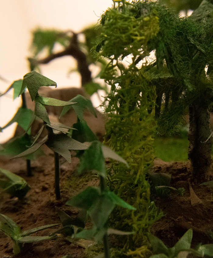 Rainforest Model